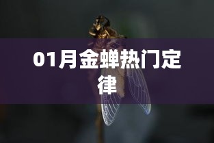 金蟬定律，揭秘一月份熱門趨勢(shì)