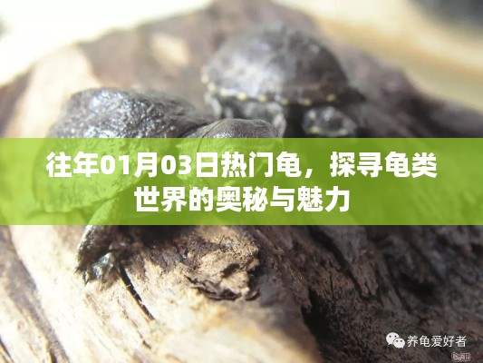 探尋龜類世界的奧秘與魅力，歷年熱門龜種回顧