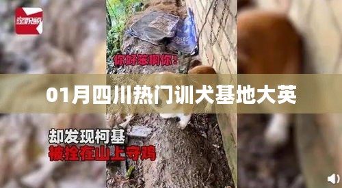 四川大英熱門訓(xùn)犬基地一月風(fēng)采展示