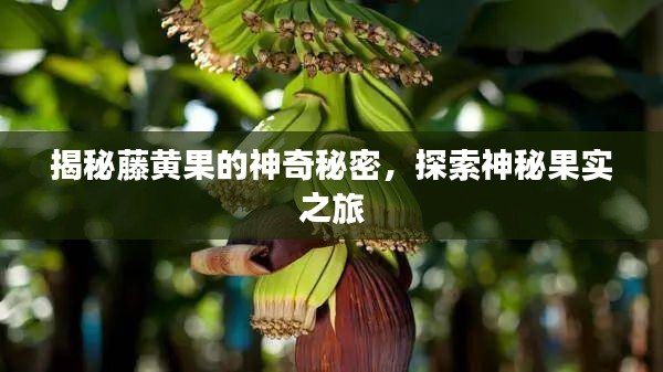 揭秘藤黃果的神奇秘密，探索神秘果實(shí)之旅