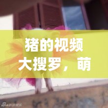 豬的視頻大搜羅，萌趣瞬間一網(wǎng)打盡！