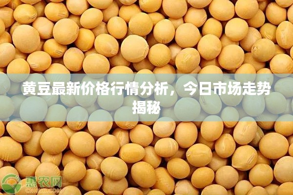 黃豆最新價格行情分析，今日市場走勢揭秘