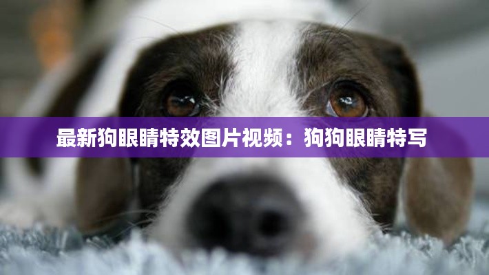 最新狗眼睛特效圖片視頻：狗狗眼睛特寫 