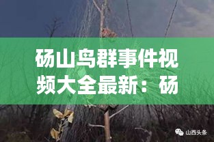 碭山鳥群事件視頻大全最新：碭山死三人 