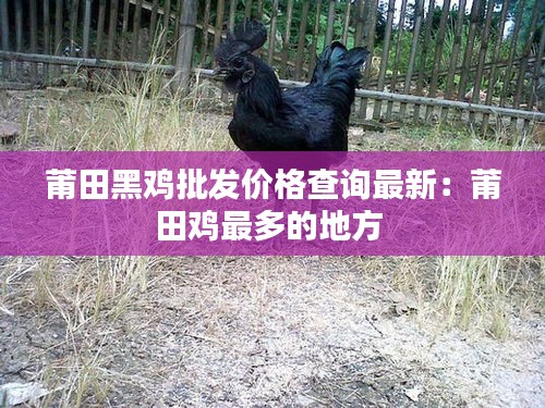 莆田黑雞批發(fā)價(jià)格查詢(xún)最新：莆田雞最多的地方 