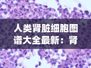 人類腎臟細(xì)胞圖譜大全最新：腎臟細(xì)胞手繪圖 