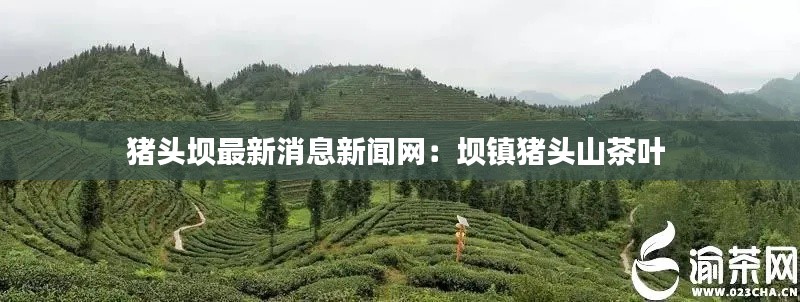 豬頭壩最新消息新聞網(wǎng)：壩鎮(zhèn)豬頭山茶葉 