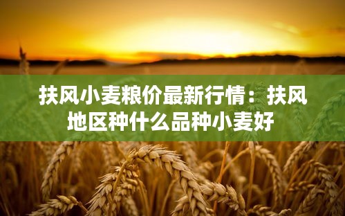 扶風小麥糧價最新行情：扶風地區(qū)種什么品種小麥好 