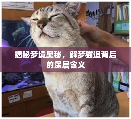 揭秘夢境奧秘，解夢貓追背后的深層含義