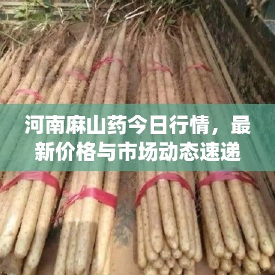 河南麻山藥今日行情，最新價(jià)格與市場(chǎng)動(dòng)態(tài)速遞