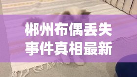 郴州布偶丟失事件真相最新：郴州布偶丟失事件真相最新消息 
