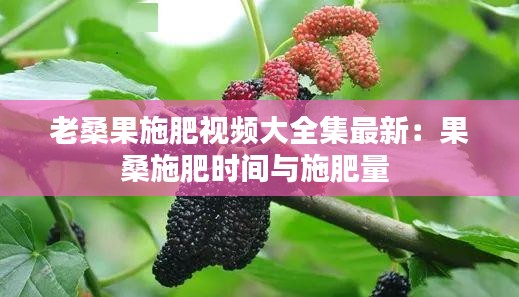 老桑果施肥視頻大全集最新：果桑施肥時(shí)間與施肥量 
