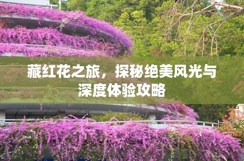 藏紅花之旅，探秘絕美風(fēng)光與深度體驗攻略