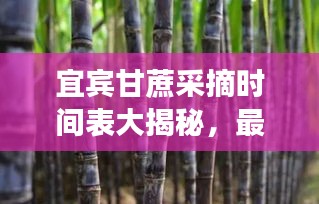 宜賓甘蔗采摘時(shí)間表大揭秘，最新時(shí)間表助你輕松掌握采摘好時(shí)機(jī)！