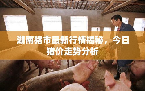 湖南豬市最新行情揭秘，今日豬價走勢分析