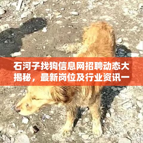 石河子找狗信息網(wǎng)招聘動態(tài)大揭秘，最新崗位及行業(yè)資訊一網(wǎng)打盡