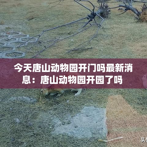 今天唐山動物園開門嗎最新消息：唐山動物園開園了嗎 
