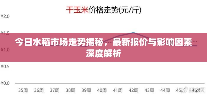 今日水稻市場走勢揭秘，最新報(bào)價(jià)與影響因素深度解析