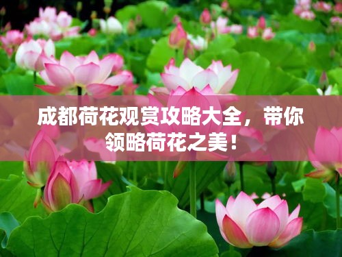 成都荷花觀賞攻略大全，帶你領(lǐng)略荷花之美！