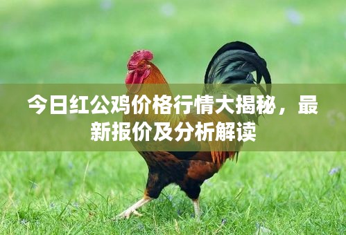 今日紅公雞價(jià)格行情大揭秘，最新報(bào)價(jià)及分析解讀
