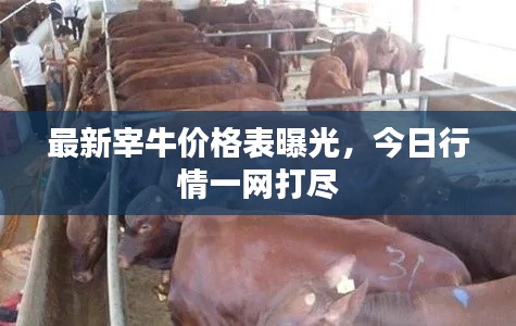 最新宰牛價格表曝光，今日行情一網(wǎng)打盡
