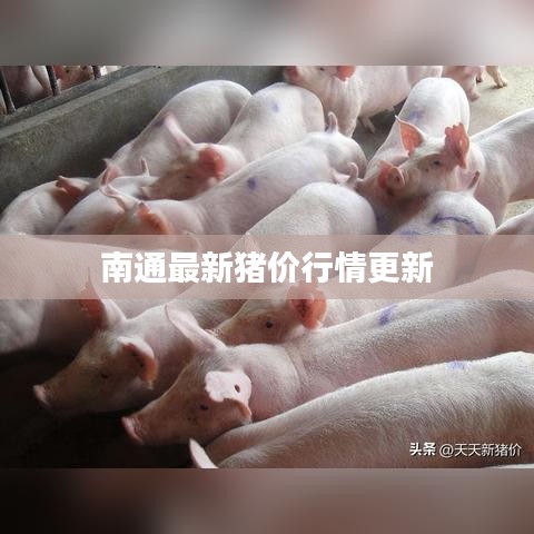 南通最新豬價(jià)行情更新