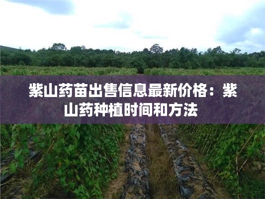 紫山藥苗出售信息最新價(jià)格：紫山藥種植時(shí)間和方法 