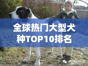全球熱門大型犬種TOP10排名，你最想養(yǎng)哪一種？