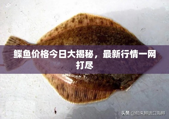 鰈魚(yú)價(jià)格今日大揭秘，最新行情一網(wǎng)打盡