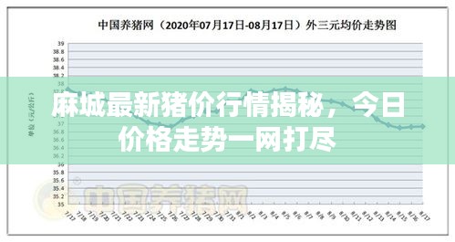 麻城最新豬價行情揭秘，今日價格走勢一網打盡