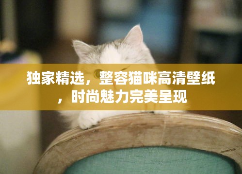 獨(dú)家精選，整容貓咪高清壁紙，時(shí)尚魅力完美呈現(xiàn)