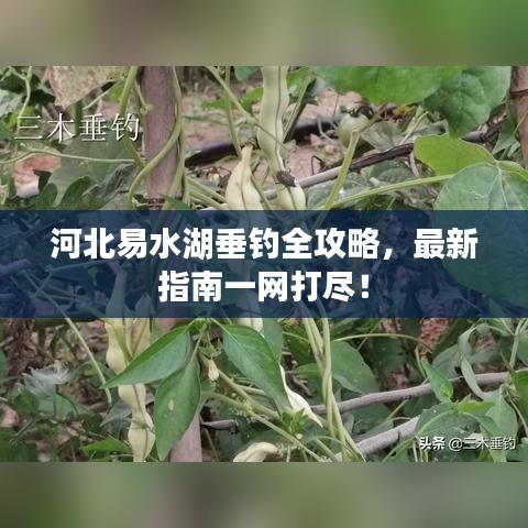 河北易水湖垂釣全攻略，最新指南一網(wǎng)打盡！