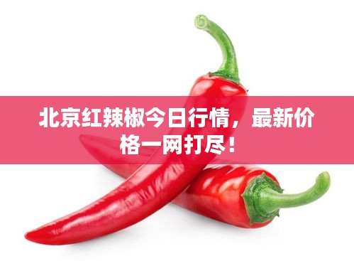 北京紅辣椒今日行情，最新價(jià)格一網(wǎng)打盡！