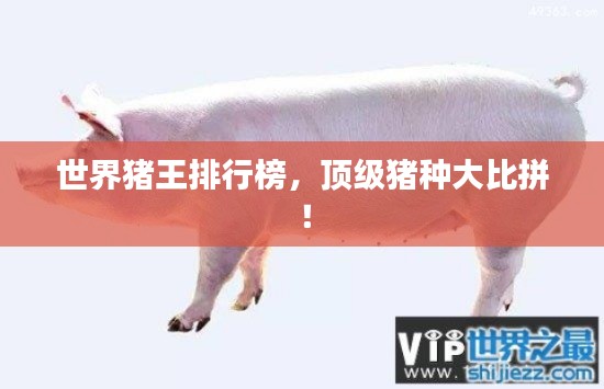 世界豬王排行榜，頂級(jí)豬種大比拼！