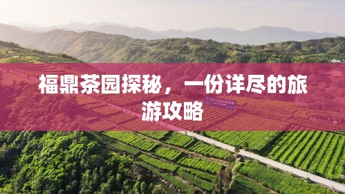 福鼎茶園探秘，一份詳盡的旅游攻略