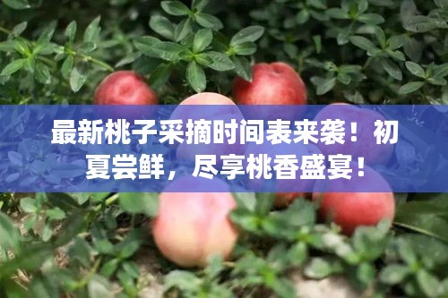 最新桃子采摘時間表來襲！初夏嘗鮮，盡享桃香盛宴！