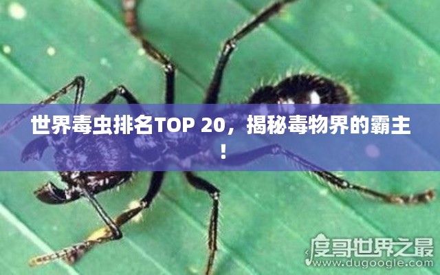 世界毒蟲排名TOP 20，揭秘毒物界的霸主！
