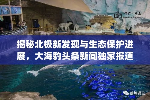 揭秘北極新發(fā)現(xiàn)與生態(tài)保護進展，大海豹頭條新聞獨家報道