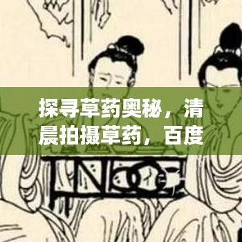 探尋草藥奧秘，清晨拍攝草藥，百度帶你領(lǐng)略自然之美！
