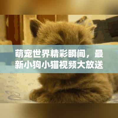 萌寵世界精彩瞬間，最新小狗小貓視頻大放送！