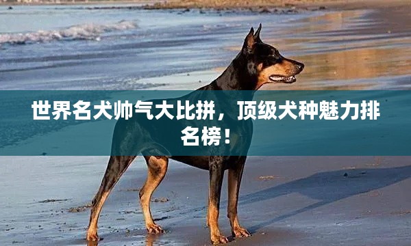 世界名犬帥氣大比拼，頂級(jí)犬種魅力排名榜！