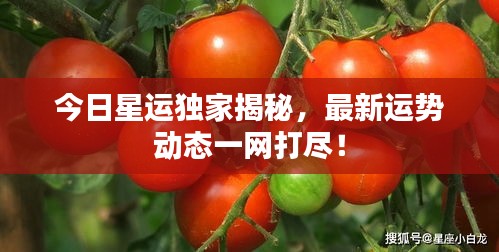 今日星運獨家揭秘，最新運勢動態(tài)一網(wǎng)打盡！