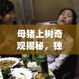 母豬上樹奇觀揭秘，獨(dú)家旅游攻略，帶你探秘獨(dú)特體驗(yàn)！