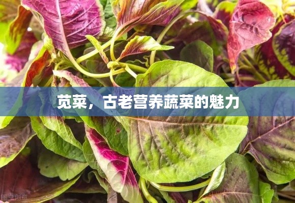 莧菜，古老營養(yǎng)蔬菜的魅力
