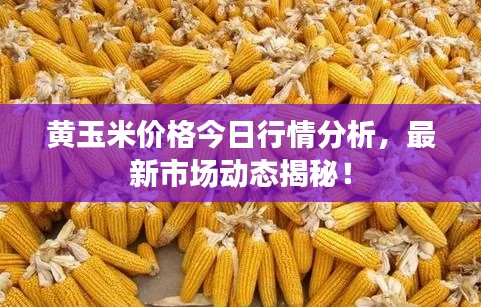 黃玉米價格今日行情分析，最新市場動態(tài)揭秘！