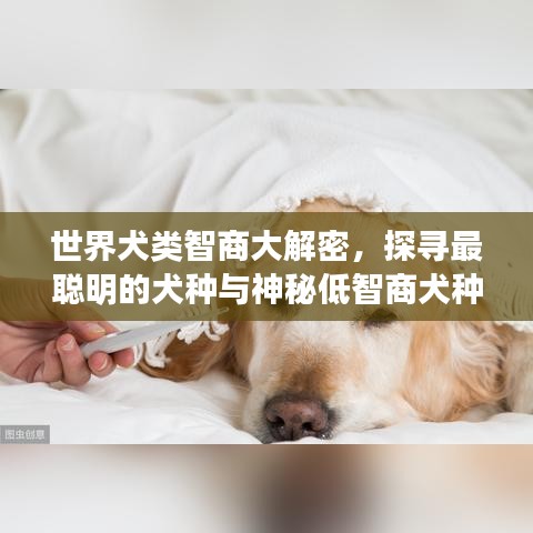 世界犬類智商大解密，探尋最聰明的犬種與神秘低智商犬種之謎！