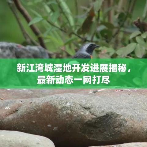 新江灣城濕地開發(fā)進展揭秘，最新動態(tài)一網(wǎng)打盡
