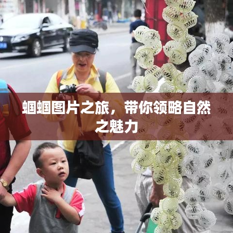 蟈蟈圖片之旅，帶你領(lǐng)略自然之魅力