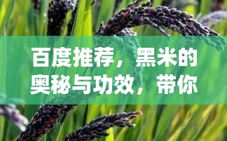 百度推薦，黑米的奧秘與功效，帶你探索黑米的世界！