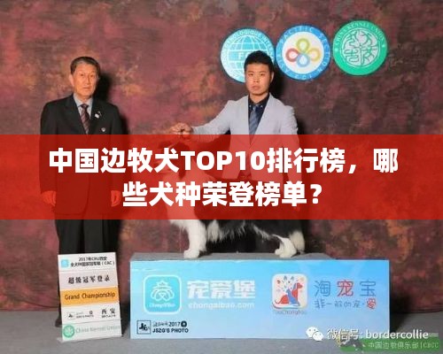 中國邊牧犬TOP10排行榜，哪些犬種榮登榜單？